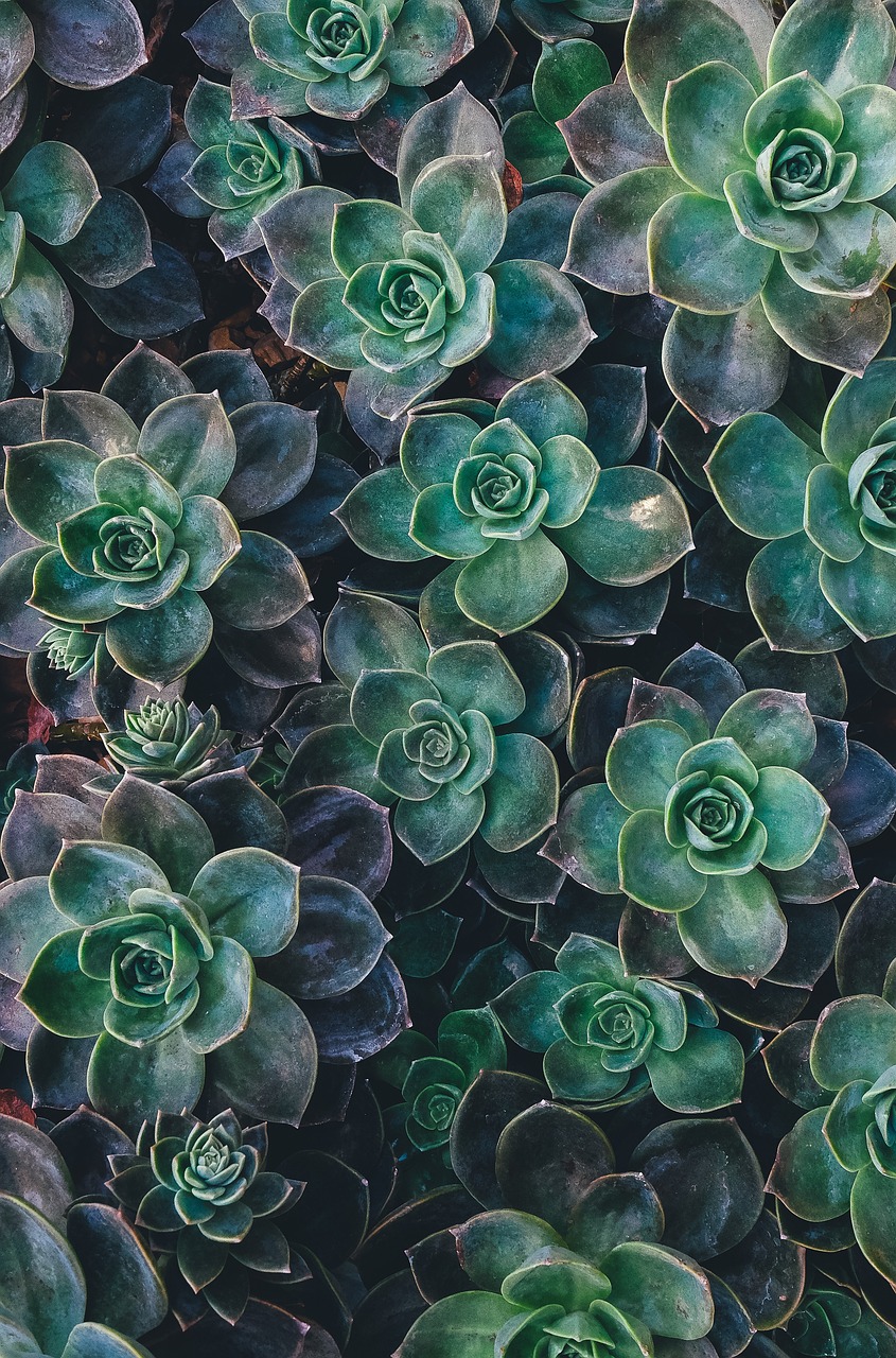 succulent, floral background, escheveria, plant, plant growing, arid, dry gardening, beautiful wallpaper, cactus, background, nature, phone wallpaper, aesthetic wallpaper