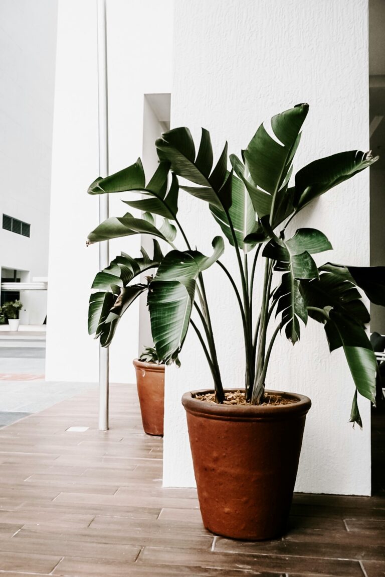 Lush potted plants enhancing minimalist indoor decor with a touch of nature.